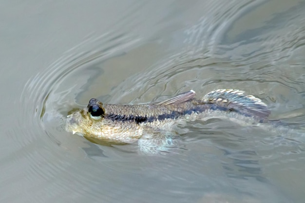 Photo poisson sautant dans la zone de mangrove de la mer