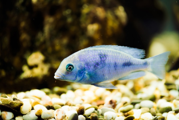 Poisson Sciaenochromis Fryeri de couleur bleue avec des taches noires flotte dans un aquarium. Mbuna dans un aquarium. Cichlidés