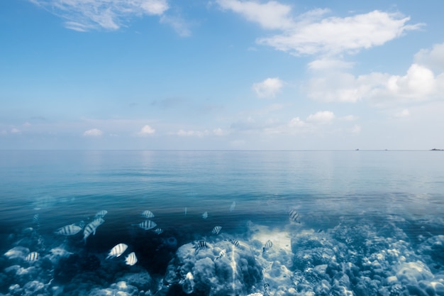 Poisson scolaire sur la barrière de corail en mer bleue