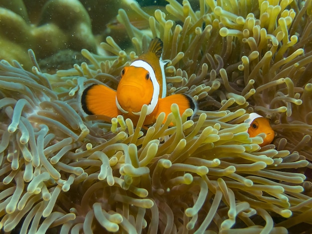 poisson se cachant dans les récifs coralliens