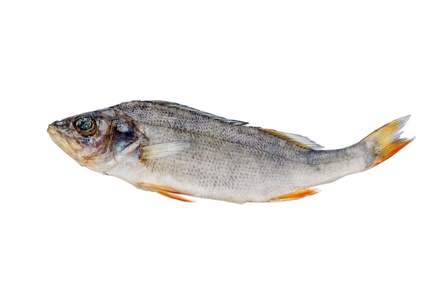 Poisson séché isolé sur fond blanc Perche sèche