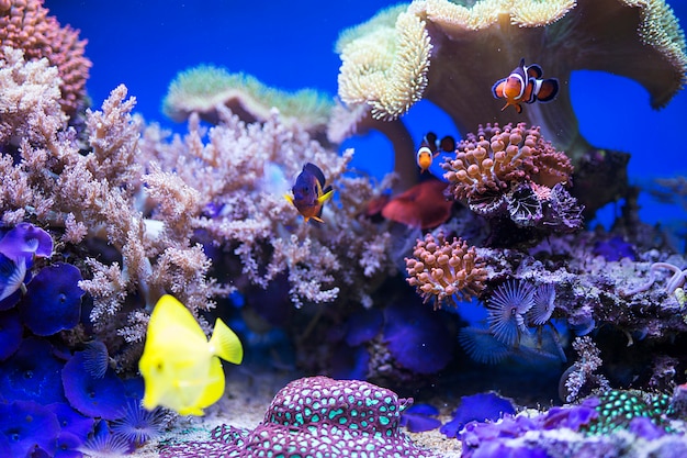 Poisson tang jaune en aquarium