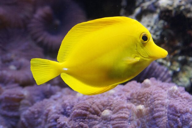 Photo poisson tang jaune souriant en eau profonde