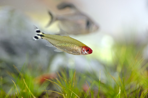 Poisson Tetra en cuve