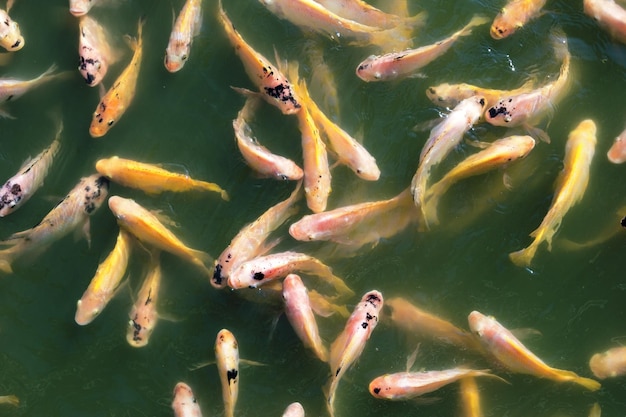 poisson tilapia du Nil dans l'étang