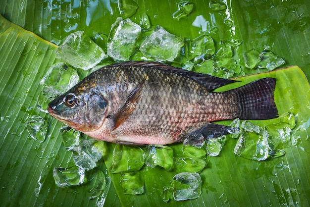 Photo poisson tilapia en eau douce pour la cuisson des aliments dans le restaurant asiatique