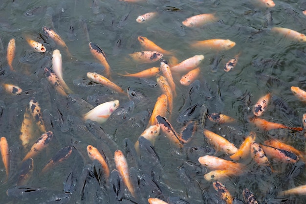 Poisson tilapia rouge dans l'étang