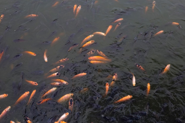 Poisson tilapia rouge dans l'étang