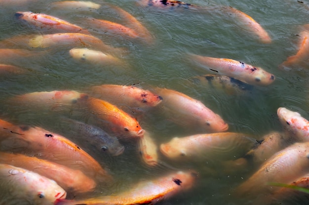 Poisson tilapia rouge dans l'étang