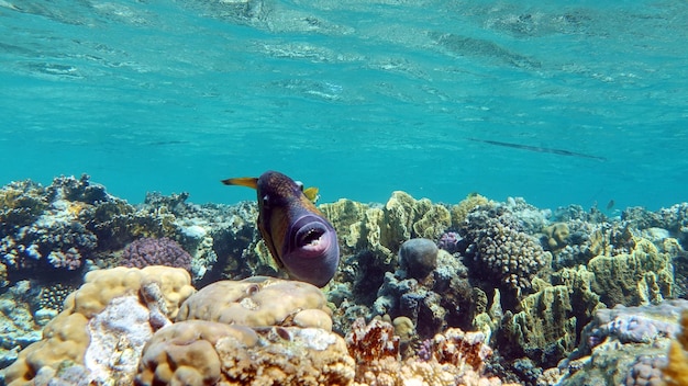 Poisson titan (balistoides viridescens), et il est aussi parfois appelé poisson déclencheur ou à nageoires bleues.