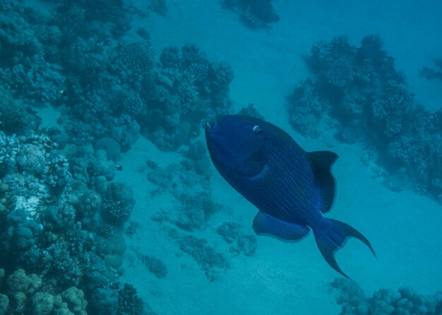 poisson-trigger bleu nageant en profondeur lors d'une plongée libre