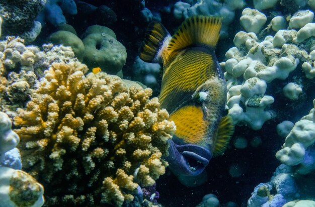 poisson-trigger vert entre les coraux de la mer Rouge
