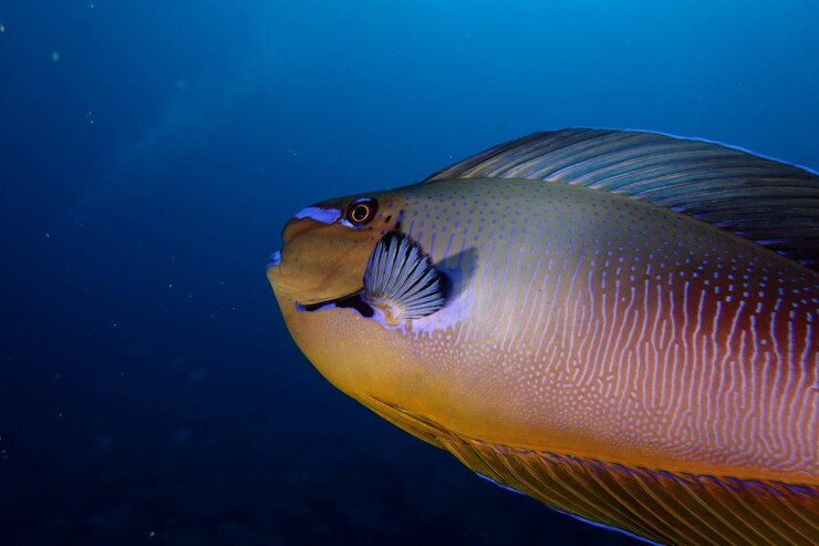 Photo poisson-unicorne à gros nez - naso vlamingii