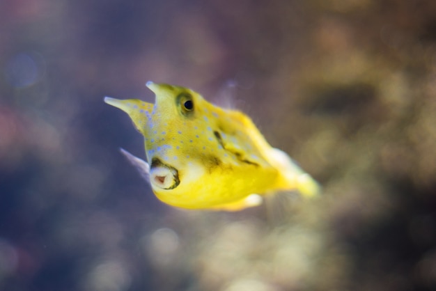 Photo poisson vache jaune