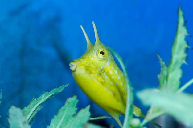 Poisson-vache Longhorn nageant dans un aquarium