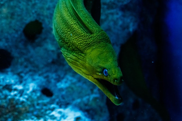 Poisson Vert Hymnothorax Gymnothorax funebris