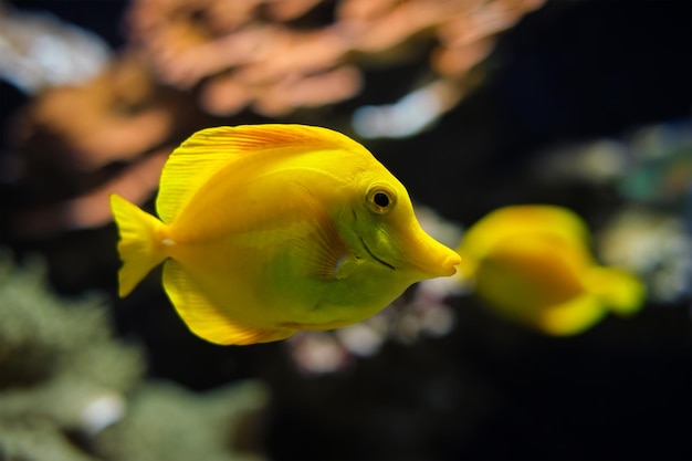 Le poisson Zebrasoma flavescens sous-marin dans la mer