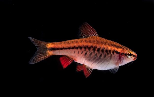 Poissons d'aquarium, Barbus tetrazona, close-up