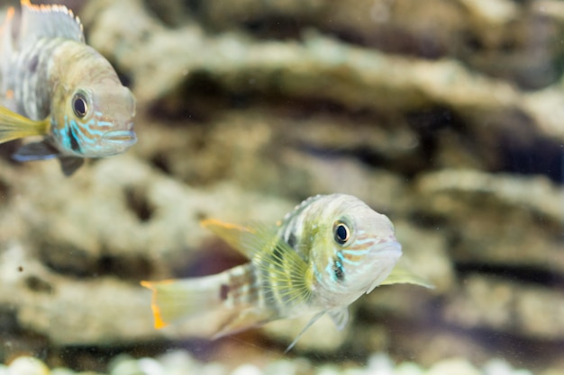 Poissons d'Aquarium Cichlidé nain. Apistogramma nijsseni est une espèce de cichlidé endémique aux habitats locaux d'eaux noires très restreints du sud du Pérou.