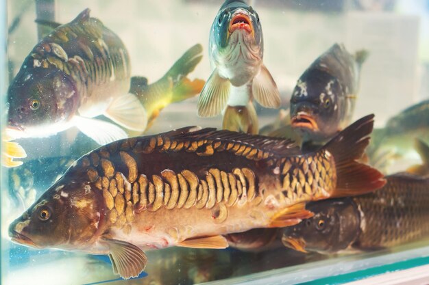 Photo les poissons de l'aquarium groupe de carpes vivantes en vente dans un supermarché objectif sélectif