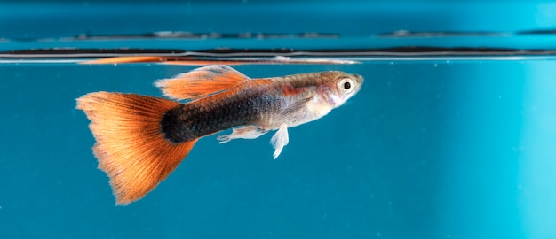 Poissons d'aquarium, Guppy