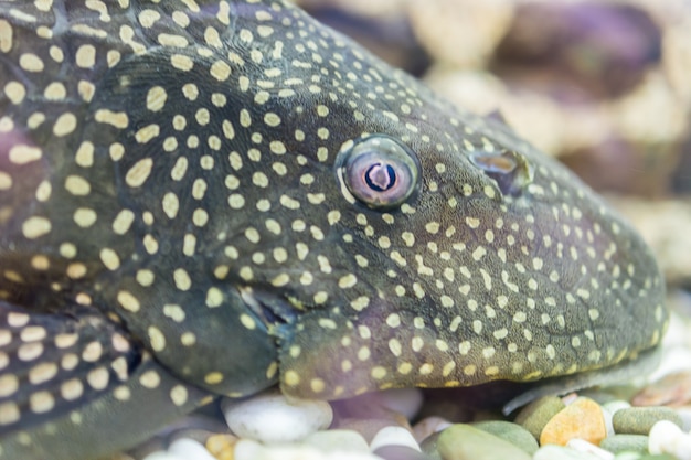 Poissons d'aquarium Poisson-chat Bushymouth (Ancistrus dolichopterus). Ancistrus dolichopterus, l'une des espèces d'Ancistrus appelée poisson-chat Bushymouth, est une espèce de poisson-chat blindé originaire du Brésil.