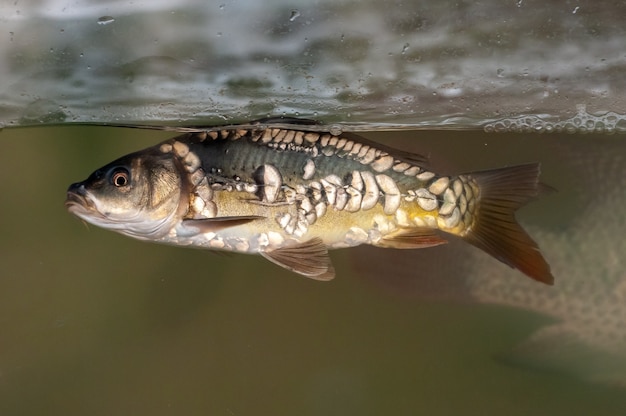 Poissons en aquarium pour la pisciculture. Carpes, tambaquis et tilapias. Pisciculture.