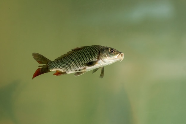 Poissons en aquarium pour la pisciculture. Carpes, tambaquis et tilapias. Pisciculture.