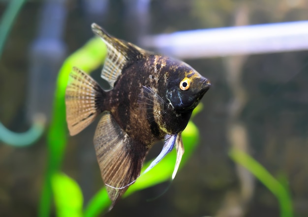 Poissons d'aquarium - Scalare noir dans l'eau.