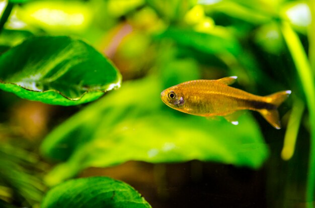 Poissons d'aquarium