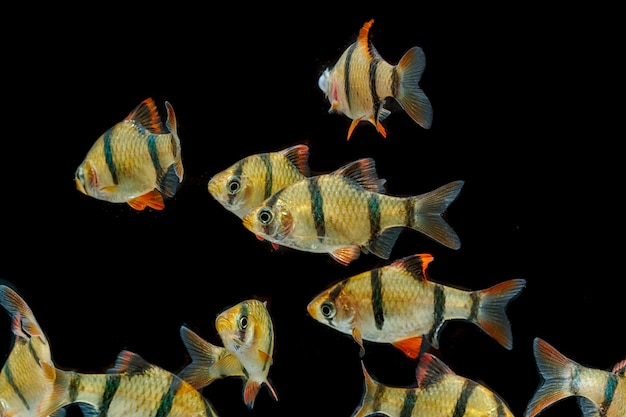 Poissons d&#39;aquariumLe poisson barbeau tigre, sumatra barb (Puntius tetrazona).