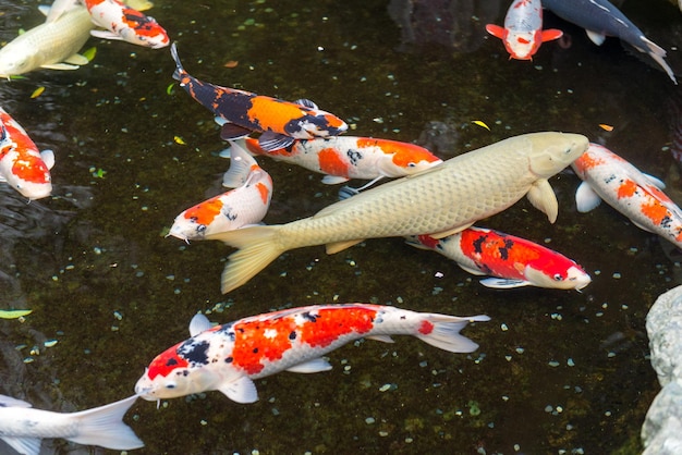 Poissons carpe dans un étang d'eau au sanctuaire d'Ise Jingu Ise Japon