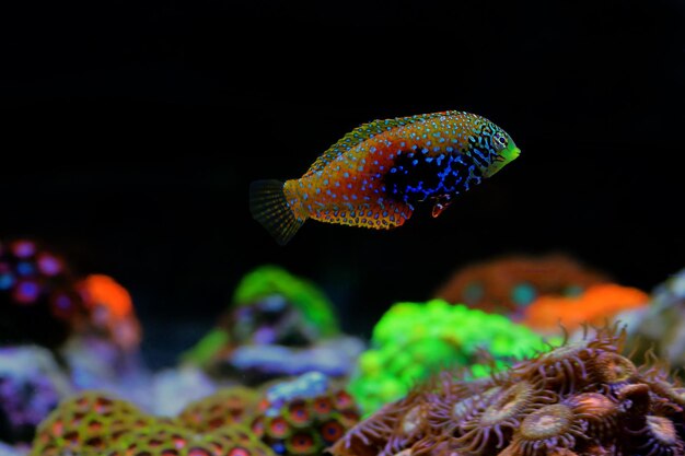 Photo poissons colorés dans un aquarium avec des coraux et des coraux