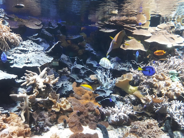 Des poissons colorés nagent dans l’aquarium