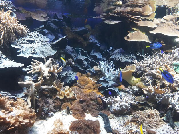 Des poissons colorés nagent dans l’aquarium