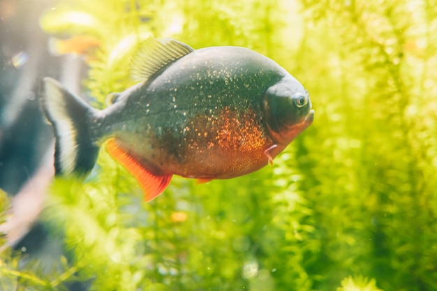 Poissons colorés tropicaux sous une mer propre