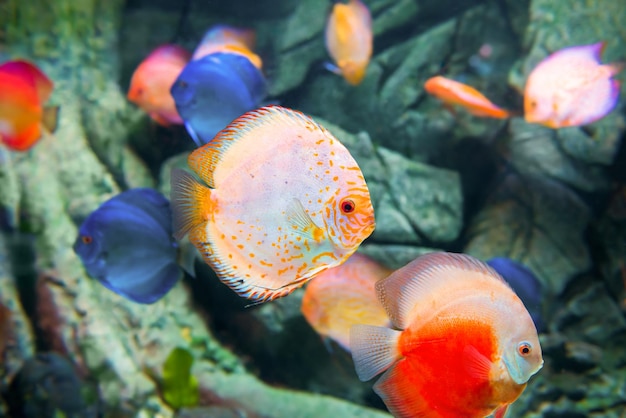 Poissons colorés tropicaux Symphysodon dans l'aquarium comme arrière-plan de la vie marine sous-marine nature