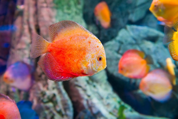 Poissons colorés tropicaux Symphysodon dans l'aquarium comme arrière-plan de la vie marine sous-marine nature