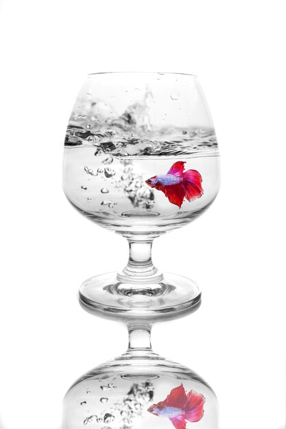 Poissons de combat colorés dans un verre à vin.