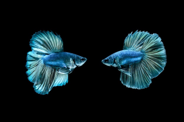 Poissons de combat siamois betafish sur fond noir