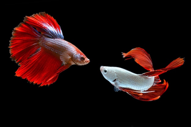 Poissons de combat siamois betafish sur fond noir