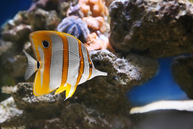 Poissons de corail exotiques dans l'aquarium