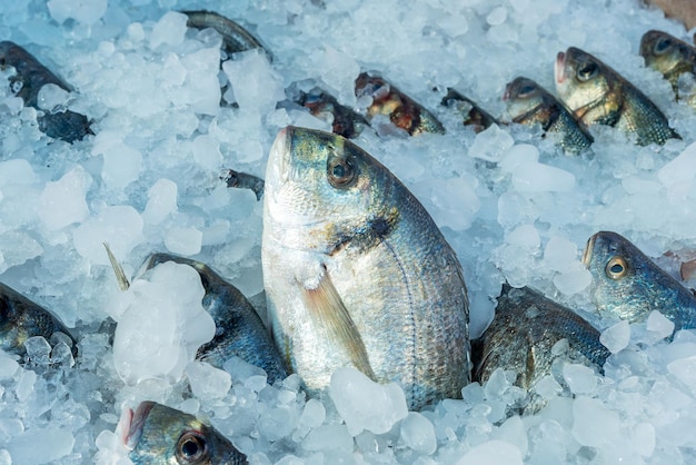 Poissons crus de dorade au marché en plein air en Egypte