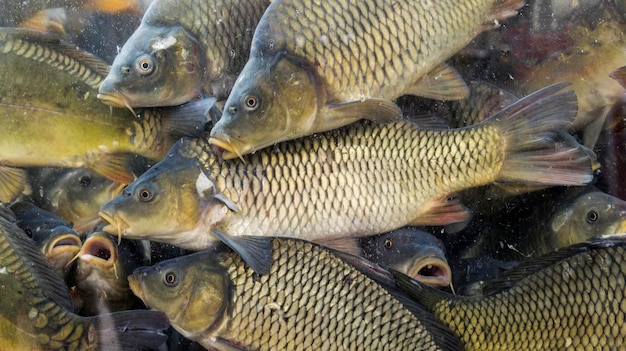 Poissons dans l'aquarium carpes dans l'aquarium