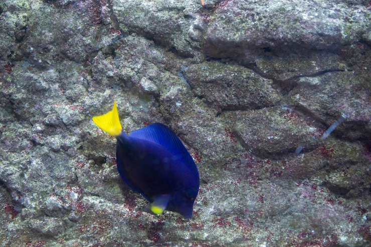 Photo poissons dans l'aquarium poissons nageant dans l'aquarium