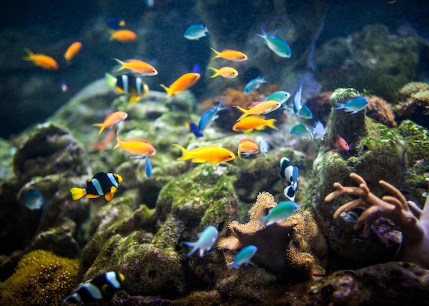 poissons dans un aquarium...