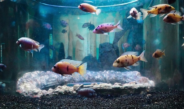 Poissons dans l'aquarium