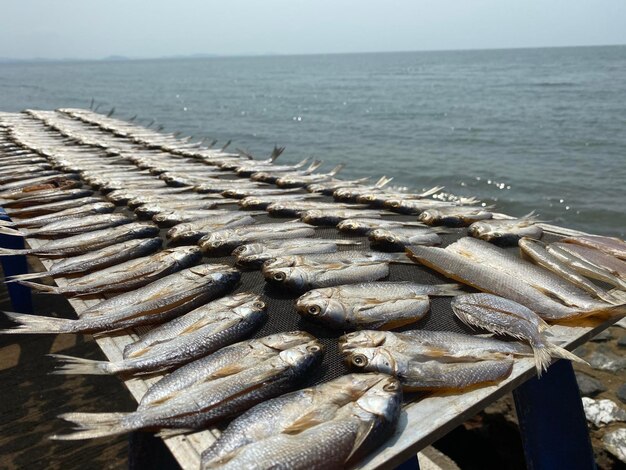 Des poissons dans la mer contre le ciel