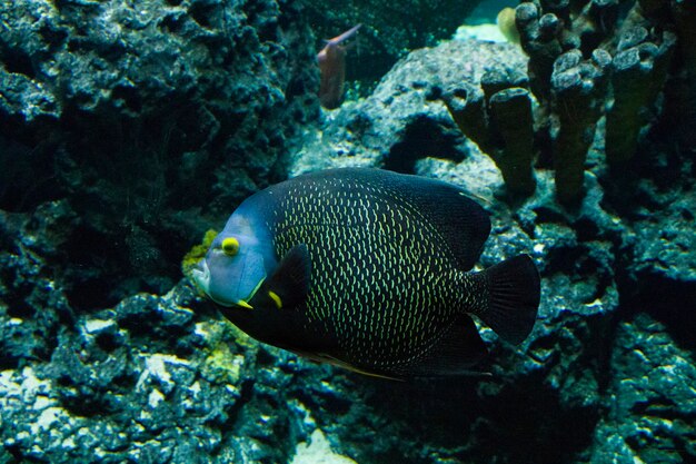 Poissons égoïstes dans l'aquarium, portrait en gros plan de poisson. La vie des animaux marins.