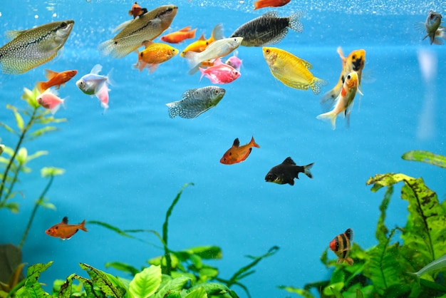 Photo poissons exotiques colorés nageant dans un aquarium d'un bleu profond avec des plantes tropicales vertes